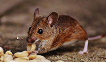 24 Hour & Emergency Exterminators in White Bear Lk, MN